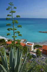 Green flowers and blue sea on Italian Riviera
