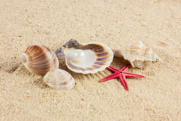 seashells und starfish on sand
