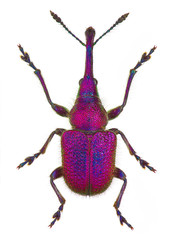 amazing leaf-rolling weevil (genus Rhynchites)