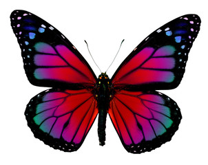Monarch butterfly with fantasy colors - obrazy, fototapety, plakaty