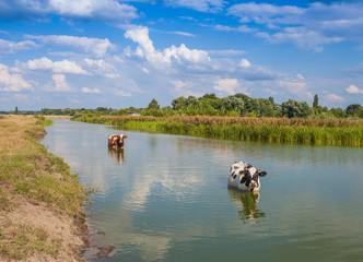 Obraz na płótnie Canvas Cow in the river in summer