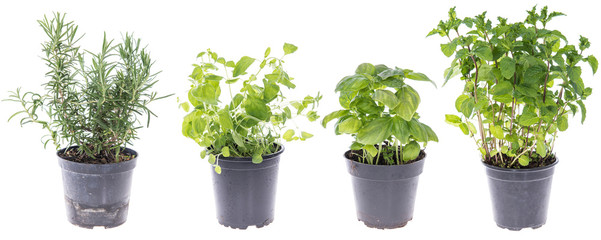 Collage of different Herbs (full plant)