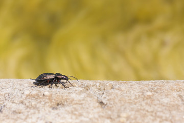 Black beetle on rock