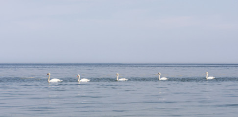 Swans in sea