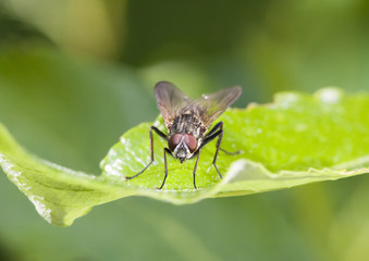 Fly on plant leaf