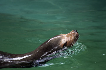 Sealion Swimming