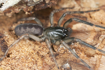 Snake back spider, Segestria senoculata on wood