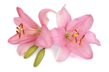 Two pink lily flower with a bud isolated on white background