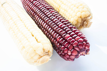 Violet and yellow boiled corn cobs isolated on white background