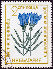 Marsh gentian flower (Bulgaria 1972)
