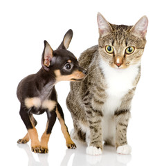 the puppy dog and cat. isolated on white background