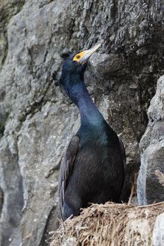 Violet Shag Or Red-faced Cormorant