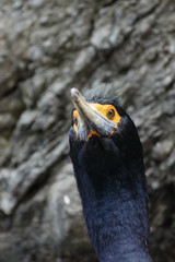 Head Violet Shag or Red-faced Cormorant