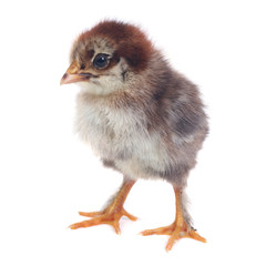 fluffy brown chick chicken isolated on white background.