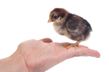 Small chicken hen on a female palm isolated on white