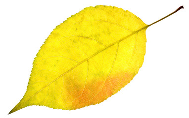 leaf