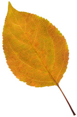 leaf