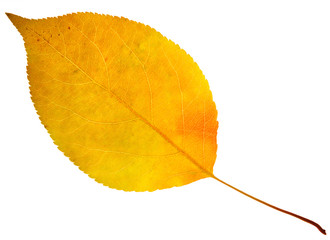 autumn leaf