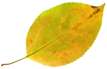 autumn leaf