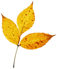 leaves