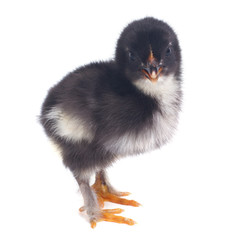 black chick chicken with a white chest isolated on white