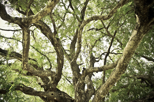 tree