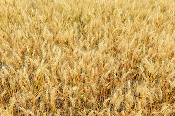The Field of the ripe Barley