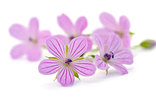 Fototapeta Beautiful purple flower