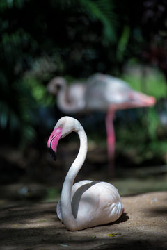 beautiful greater flamingo
