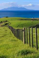 Obraz premium green grass at Tawharanui park