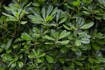 Obraz premium Green bush with laurel leaves