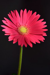Pinke Gerbera freigestellt