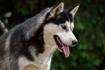Husky blickt wachsam nach vorne