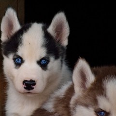 blauaeugige Huskywelpen