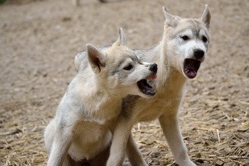 Zwei Husky-Welpen im spielerischen Streit