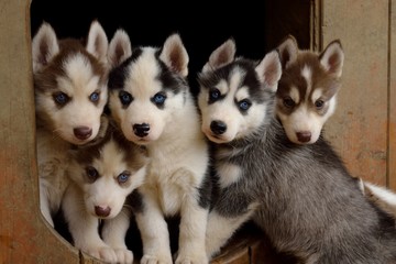 Fuenf suesse Husky-Welpen