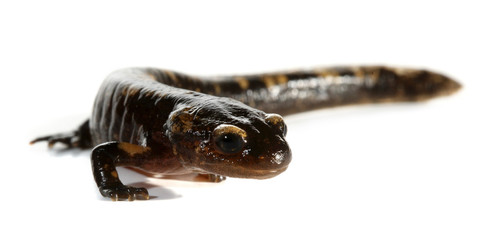 Triturus amphibian newt