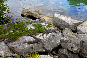 Iguanas