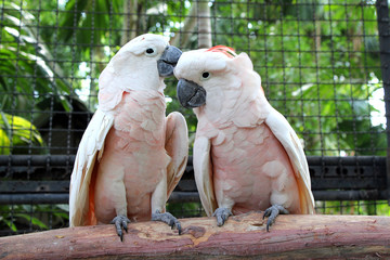 Cockatoo © dementevajulia