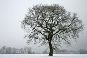 Stieleiche im Winter