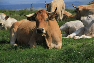 vache aubrac