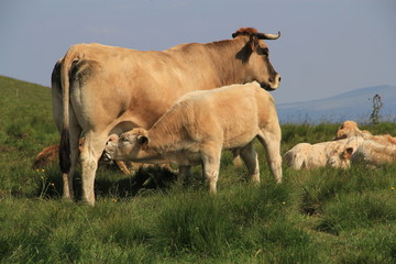 vache Aubrac