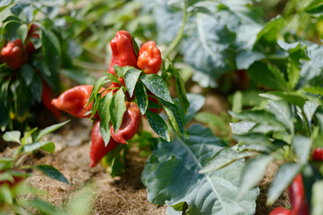 Pepper plant sprayed with mixture against infections