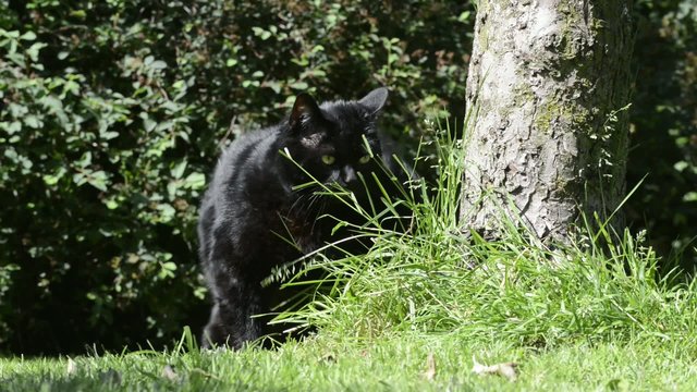 Katze erbricht sich