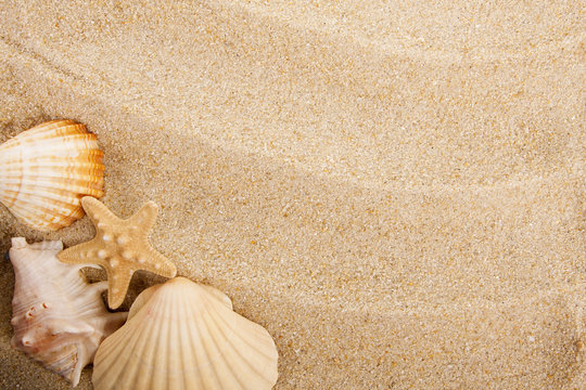 fondo de arena de la playa y conchas