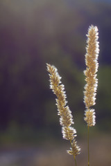 Wild plant on a meadow