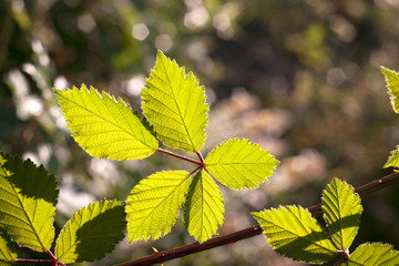 Fototapeta na wymiar Blackberry leafs