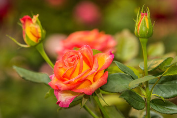 Roses on a bush in a garden