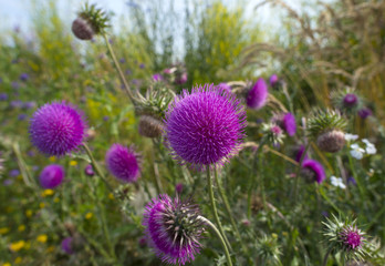 Flowers of a thistle in a field in summer