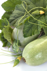 freshly picked organic zucchini